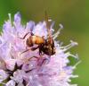 Sicus sp.